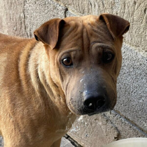 Shar Pei Koda, 01/2019, ca. 45 cm