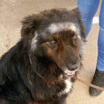 Mischling Pedri, 04/2018, ca. 50 cm