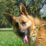 Schäferhund Sunny, ca. 10/2020, ca. 70 cm