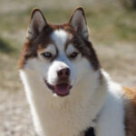 Husky Tanger, 10/2019, ca. 65 cm, 04509 Krostitz