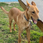 Podenco Pointer Mischling Acedia, 08/2021, 50 cm