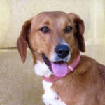 Mischling Africa, ca. 04/21, ca. 35 cm