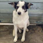 Bodeguero Mischling Asterix, 03/2018, 43 cm