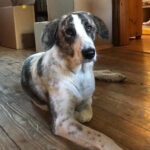 Mischling Belinda, 12/2020, 60 cm, 67283 Obrigheim