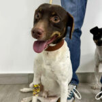 Bodeguero Bo, 05/2017, 43 cm