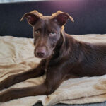 Mischling Chucky, 10/2021, ca. 50 cm, 94036 Passau