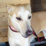 Podenco Diva, ca. 08/21, ca. 50 cm