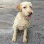 Mischling Eik, 08/2021, Endgröße ca. 50 cm