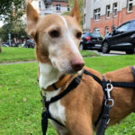 Podenco Grace, 06/2014, 45 cm, 24118 Kiel