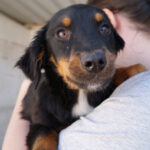 Dackel Mischling Klaus, 12/2021, ca. 35 cm