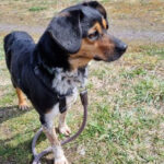 Mischling Kometa, ca. 02/2019, ca. 37 cm, 12685 Berlin