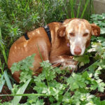 Podenco Larga, 01/2015, ca. 40 cm, 50735 Köln