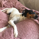 Bodeguero Lili, 07/2019, ca. 40 cm, 21335 Lüneburg