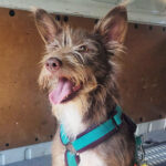 Mischling Lola, 11/2020, ca. 40 cm, 18198 Kritzmow