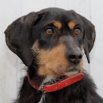 Foxterrier Pinscher Mischling Luna, 10/2017, ca. 45 cm, 21258 Heidenau