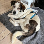 Mastin Mama Frieda, 01/2019, 60 cm, 40625 Düsseldorf