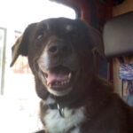 Labrador Mischling Marlon, 05/2015, ca. 50 cm, 20359 Hamburg