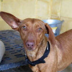 Podenco Maneto Maya, 10/2020, ca. 40 cm