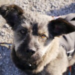 Mischling Mija, 10/2017, 30 cm, 21073 Hamburg