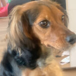 Mischling Minnie, 08/2018, 35 cm, 06333 Hettstedt