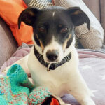 Bodeguero Mischling Monja, 03/2021, ca. 50 cm, 21502 Geesthacht