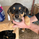 Mischling Monty, 01/2022, ca. 45 cm Endgröße