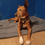 Galgo Podenco Mischling Nova, 04/2019, 64 cm, 59510 Lippetal-Herzfeld