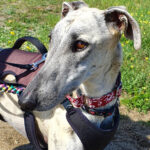 Galgo Nuria, ca. 03/2019, ca. 65 cm