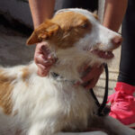 Podenco Mischling Obelix, ca. 07/2021, Endgröße ca. 50 cm