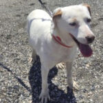 Mischling Paloma, 05/2009, 40 cm