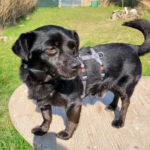 Mischling Pancho, ca. 2011, ca. 35 cm