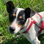 Bodeguero Paquito, 02/2021, 42 cm, 53577 Neustadt