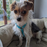 Chihuahua Terrier Mischling Pepito, 07/2021, 20 cm, 04509 Hohenroda