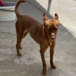 Podenco Mischling Rita, 03/2021, ca. 50 cm