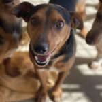 Mischling Rufo, ca. 08/21, ca. 35 cm