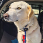 Labrador Sanne, 05/2021, ca. 60 cm, 61191 Rosbach