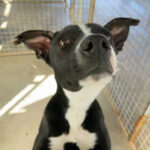 Mischling Sia, ca. 04/2021, ca. 47 cm