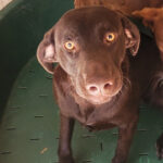 Labrador Simon, 07/2021, 55 cm