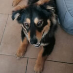 Mischling Szafir, 01/2018, ca. 40 cm, 04509 Krostitz