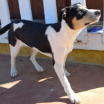 Bodeguero Ternura, 09/2021, 40 cm