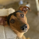 Mischling Tintin, ca. 08/21, ca. 35 cm