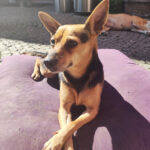 Zwergpinscher Futsie - ehem. Toto, ca. 12/2020, ca. 30 cm, 63667 Nidda