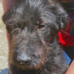 Wasserhund Mischling Wilbur, 10/2021, ca. 55 cm