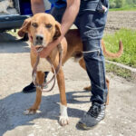 Bracken Mischling Akki, ca. 01/2020, ca. 55 cm