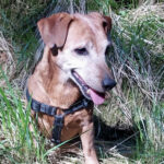 Dackel - Podenco Maneto Mischling Vareto, ca. 11/2013, ca. 35 cm