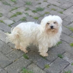 Malteser Flora, ca. 08/2016, ca. 25 cm