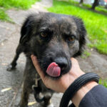 Mischling Paula, ca. 12/2020, ca. 45 cm