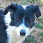 Border Collie Mischling Nancy, ca. 08/2016, ca. 48 cm