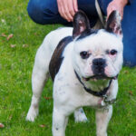 Französische Bulldogge Berti, ca. 05/2021, ca. 30 cm