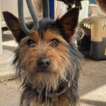 Yorkshire Terrier Mischling Duque, ca. 05/2020, ca. 30 cm